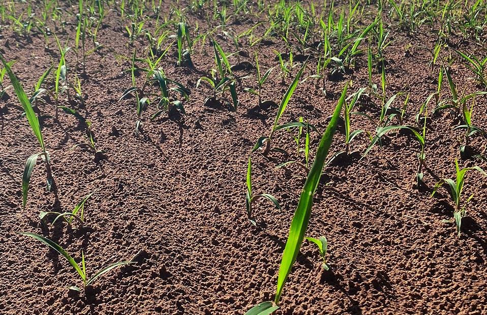 Formação de pastagem eficiente começa antes do plantio 