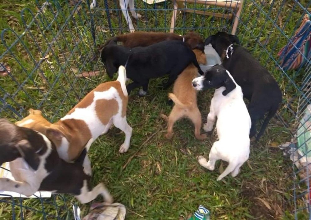Mutirama recebe feira de adoção de animais neste domingo (24/11)