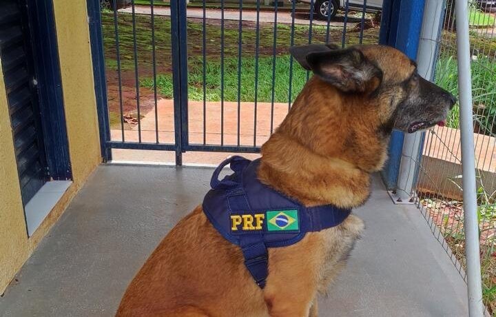 Morre primeiro cão da PRF Goiás; Animal estava aposentado desde março de 2023.