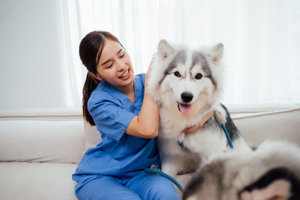 Consulta veterinária domiciliar é tendência no segmento