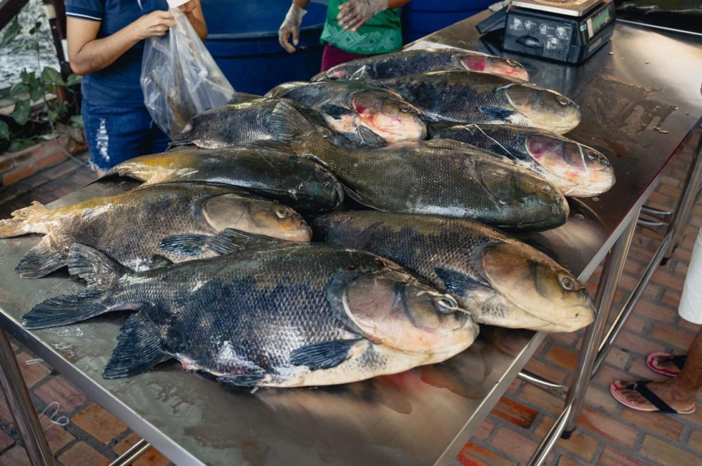 Venda de pirarucu e tambaqui de manejo gera renda em mais de R$ 409 mil a pescadores na Amazônia